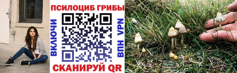 где можно купить   Шахты  Галлюциногенные грибы GOLDEN TEACHER 